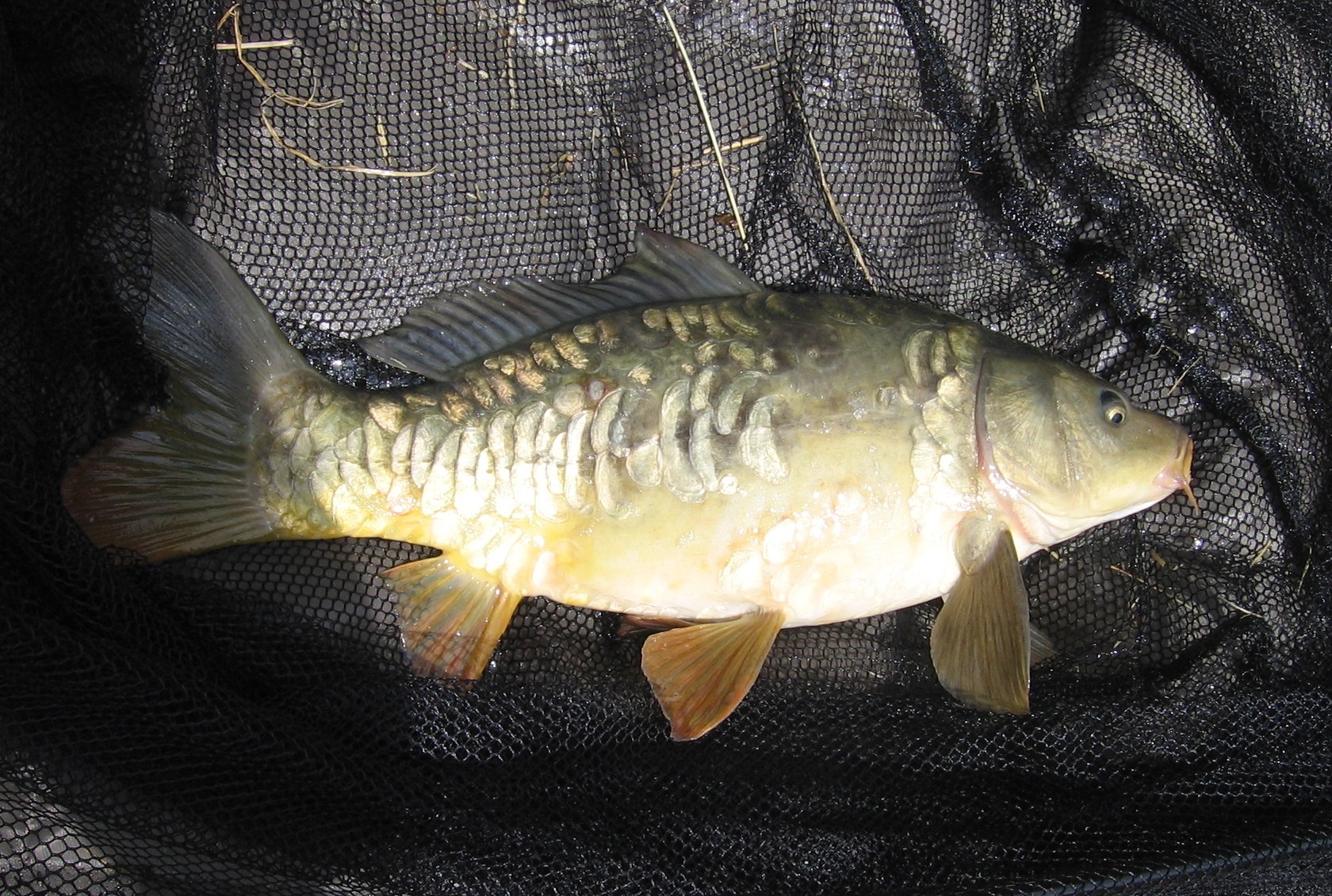 Caught by Sue Reynolds at Andersons Lake
