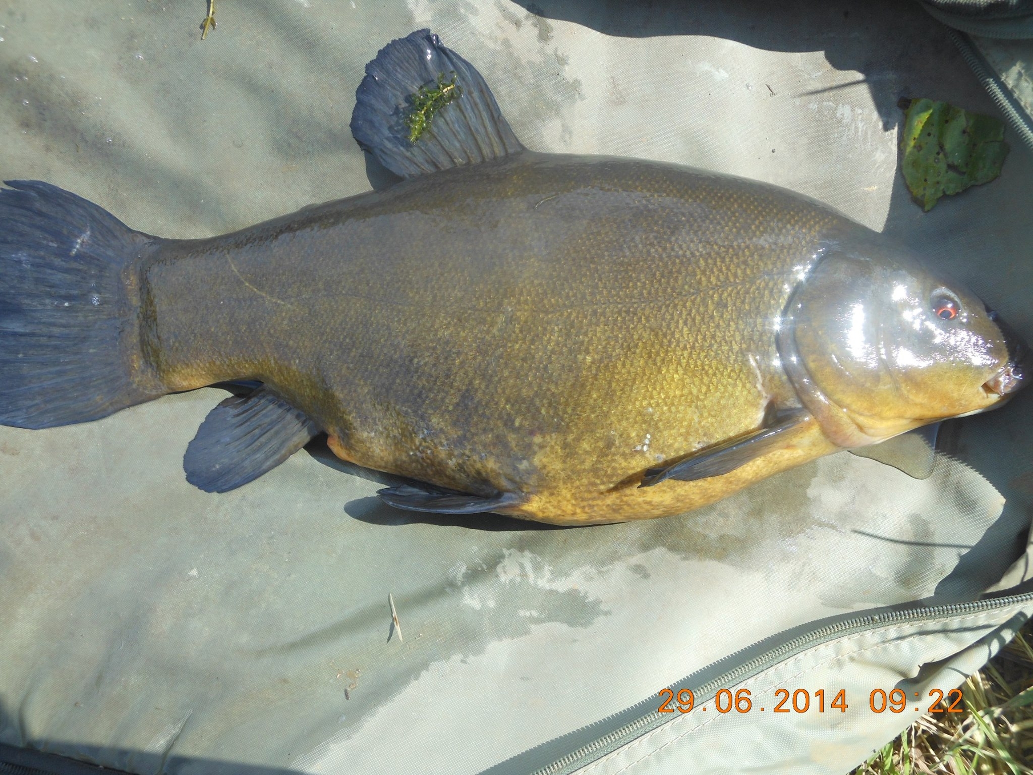 John Cullom caught this Tench on the RIver Lark in July, 2014.