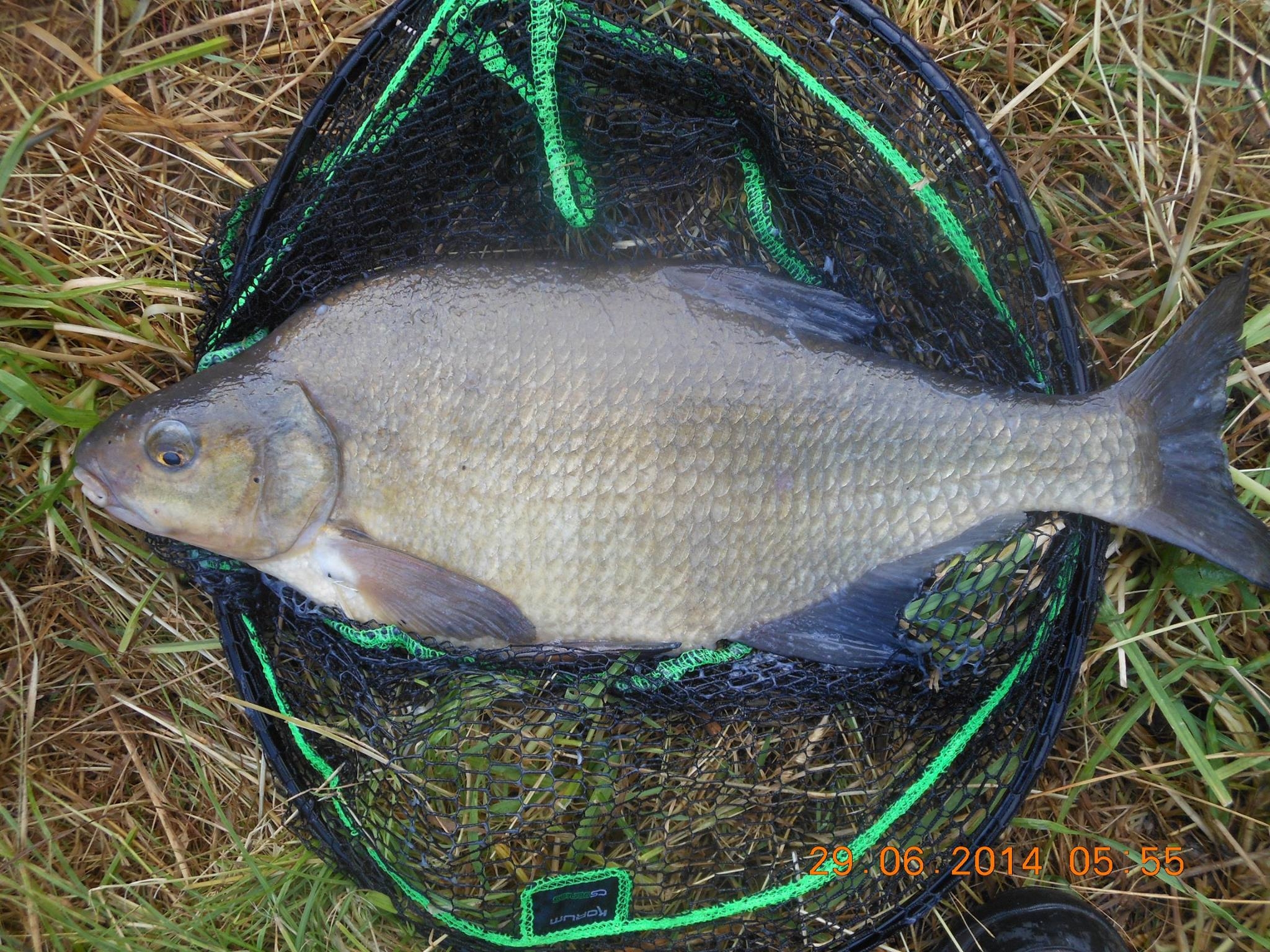 John Cullom caught this Bream on the RIver Lark in July, 2014.