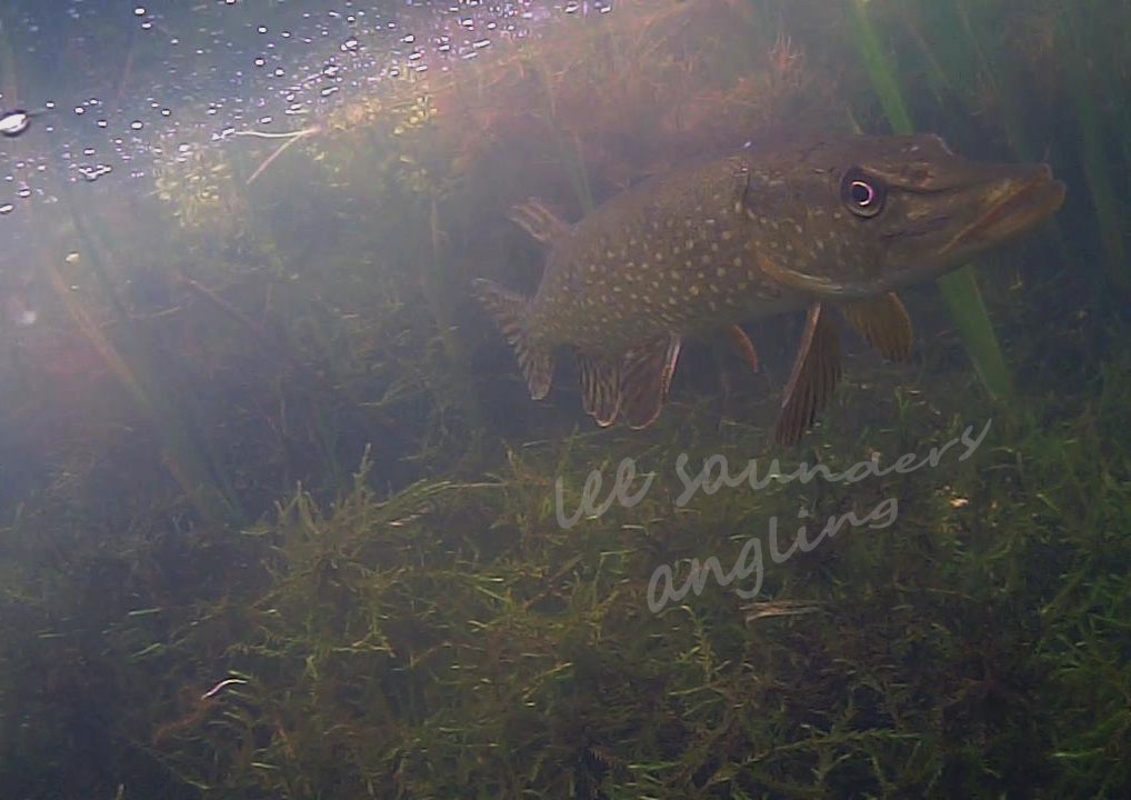 Under water photo of a pike on Todds Pit, Lee Saunders, 23/4/15.