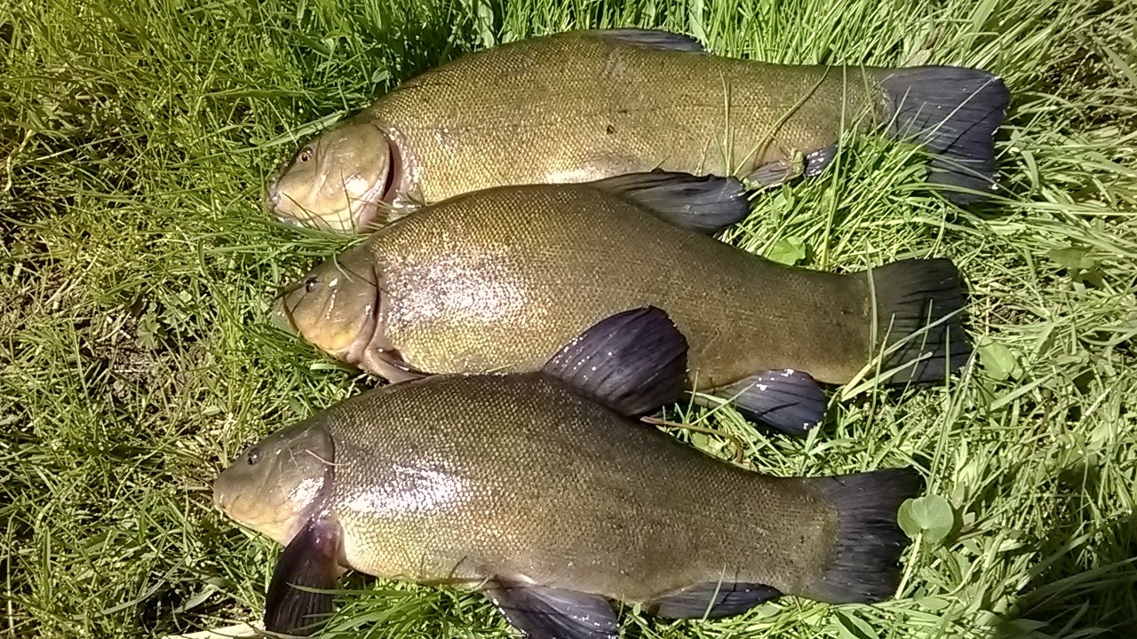 Chris Devan had good early morning session at Barnwell lake, catching these tench, April 2015