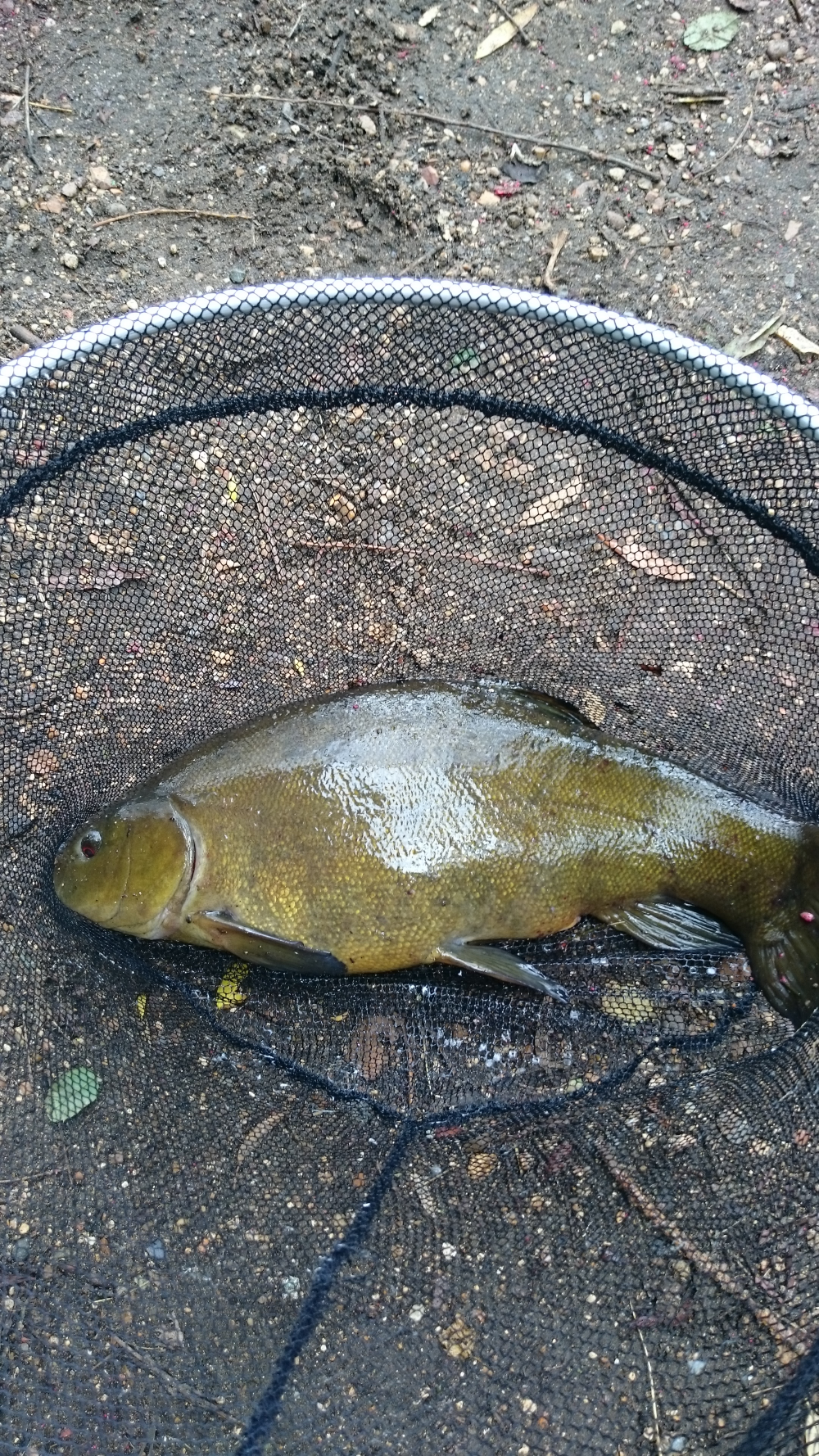 Piotr Nowakowski, milton country park, tench 2ib, July 2015